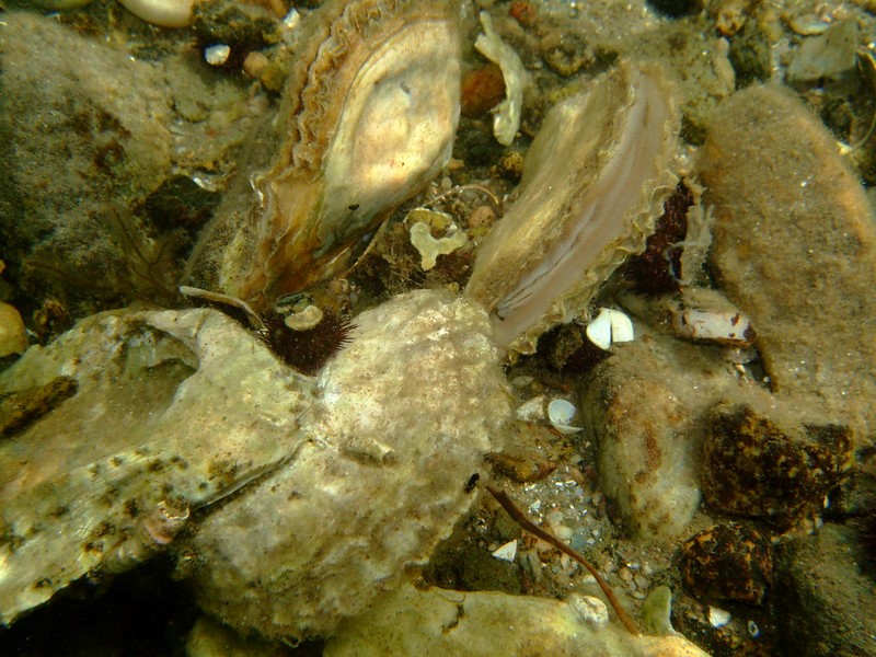 Figure 1: The European native oyster, Ostrea edulis. 
