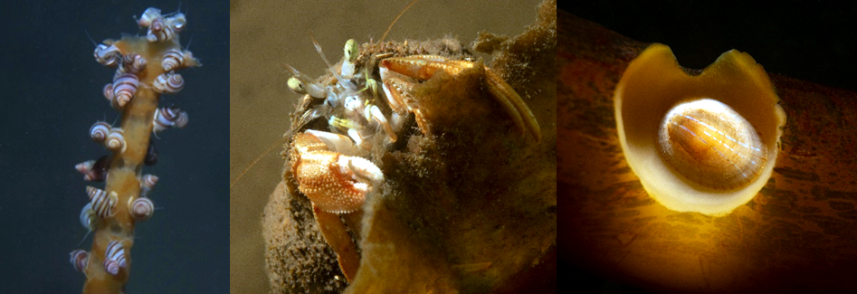 Lacuna vincta; common hermit crab grazing on Saccharina latissima detritus; blue rayed limpet (Patella pellucida) © Alasdair O’Dell