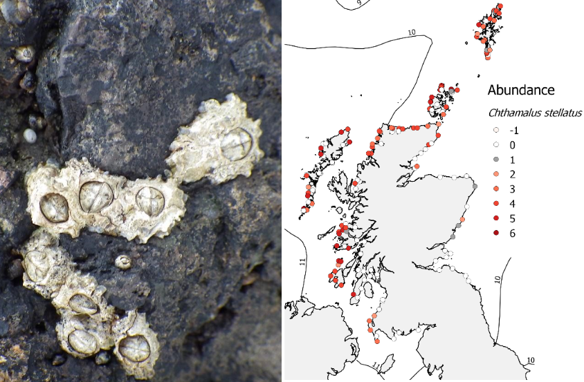 Figure 1  Distributions of warm-water rocky shore species in Scotland_barnacle