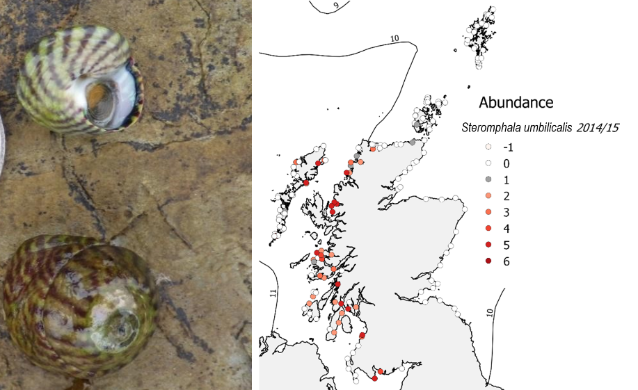 Figure 1 Distributions of warm-water rocky shore species in Scotland_purple topshell