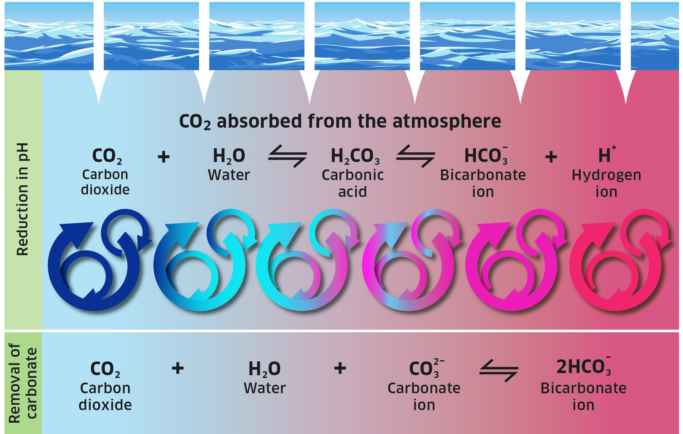 Figure 1: The carbonate system of seawater and the potential impact as a result of atmospheric absorption of CO2. 