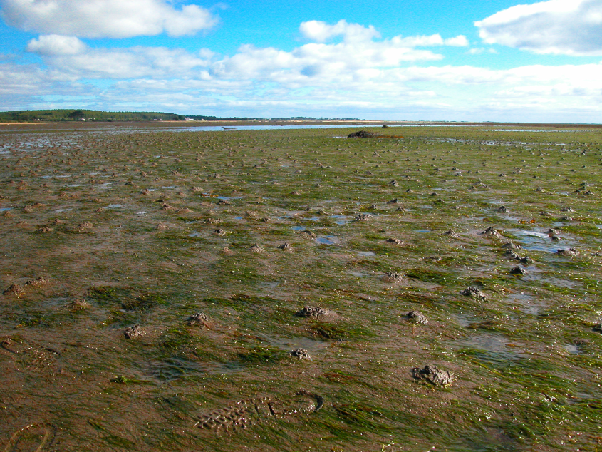 An intertidal seagrass bed at Cuthill Sands in the Dornoch Firth © NatureScot