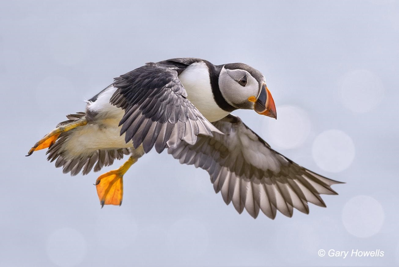 Figure 2: Atlantic puffin in flight, Isle of May. © Gary Howells.