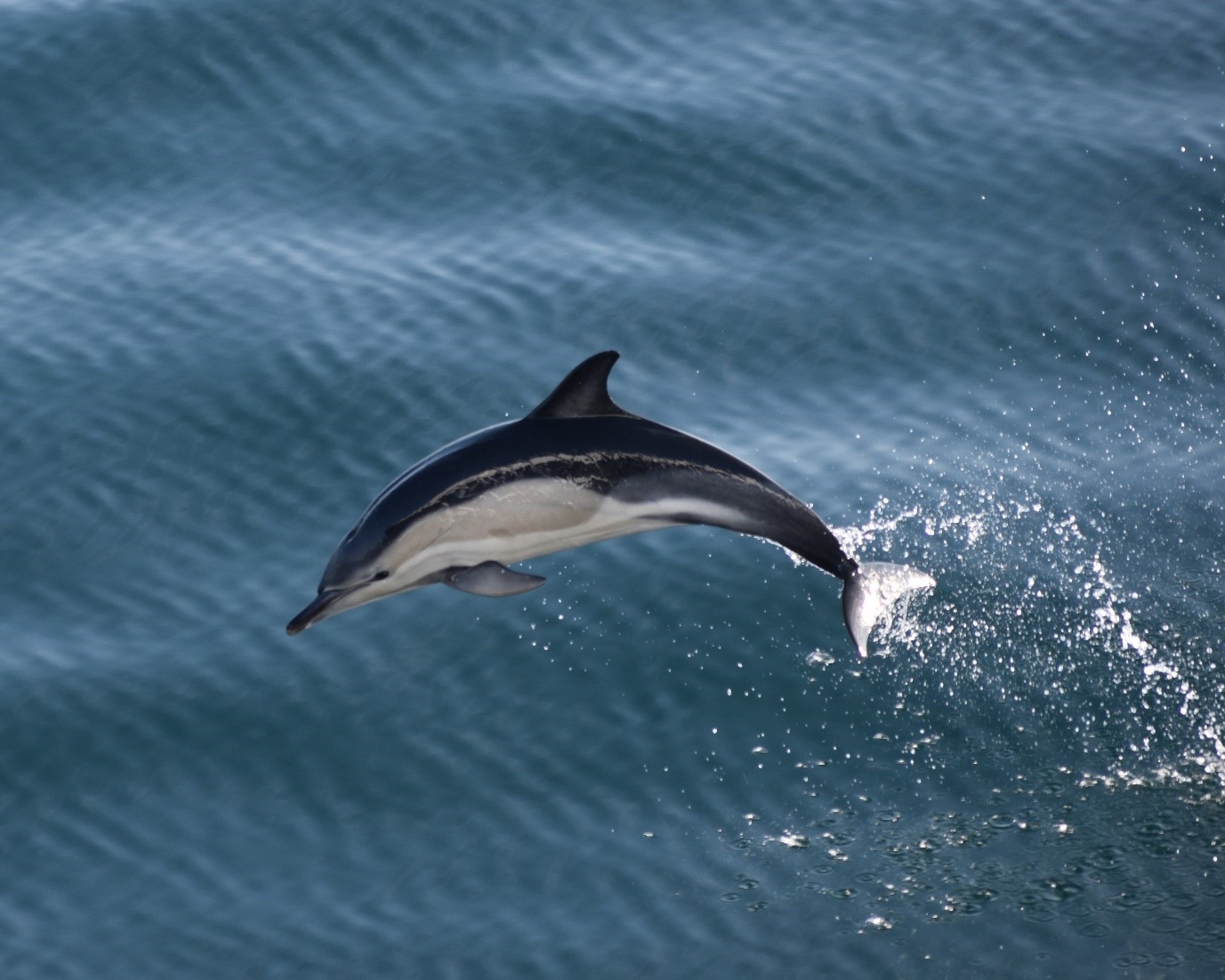 Figure 2: Common dolphin travelling fast across The Minch. © Jack Lucas