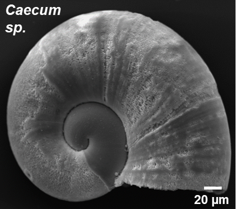 Figure 2a: Scanning electron microscope images of a pelagic gastropod larval stage 