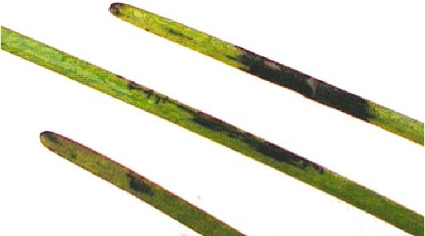 Photograph of infected seagrass by Labyrinthula, showing complete blackened region across entire blade, black spots and black streaks (Ralph & Short, 2002)