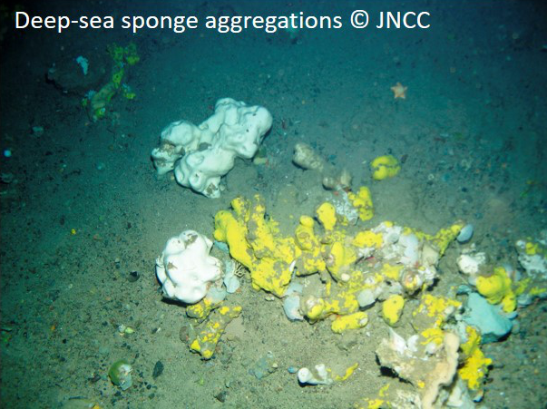 Deep sea sponge aggregations © JNCC