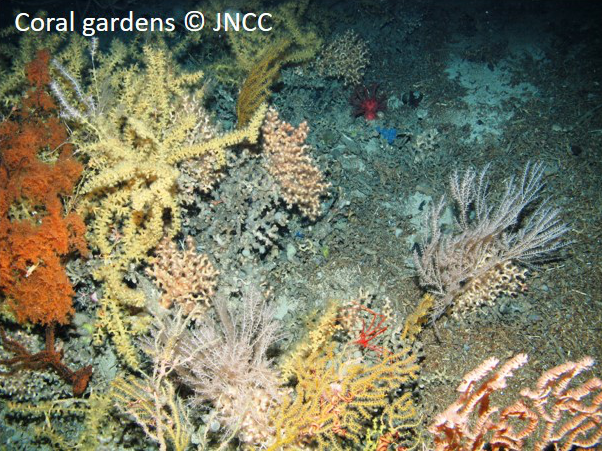 Coral gardens © JNCC