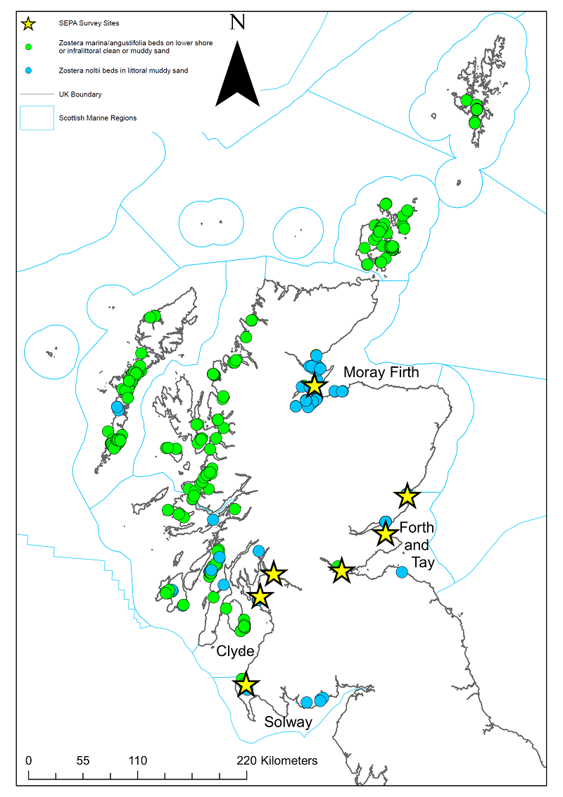 Sites surveyed for seagrass by SEPA and records of Zostera spp. from GeMS (data from 2019-04-26)