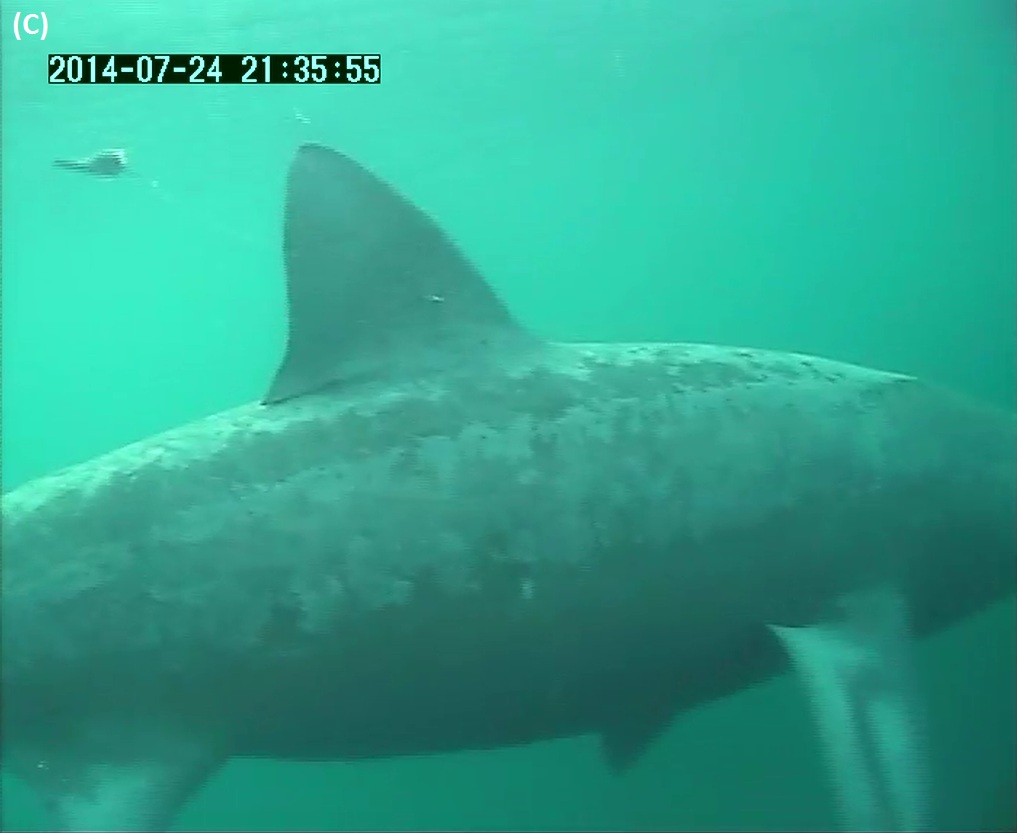 Figure 2: C. Basking shark showing towed SPLASH tag floating behind tip of dorsal fin, tethered by a plastic monofilament attached to a dart fixed into muscle at base of dorsal fin.