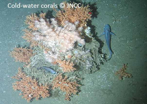 Cold-water coral reefs © JNCC