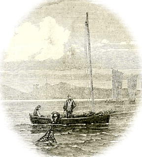 Figure 3: Hand dredging for native oysters during the 1800s in the Firth of Forth