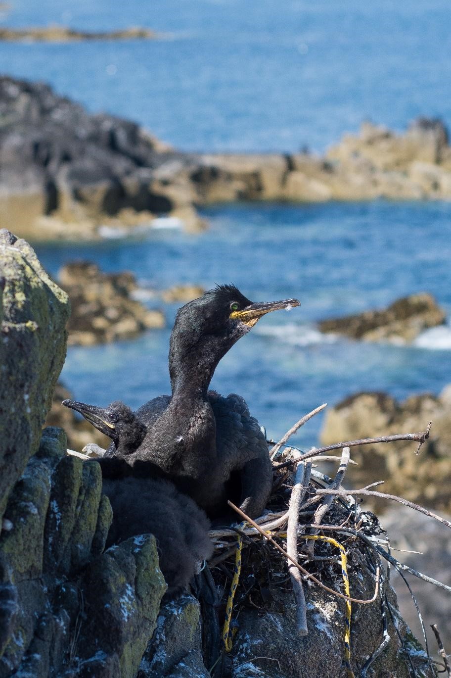 Figure 3: European shag nest, Isle of May. © Gary Howells