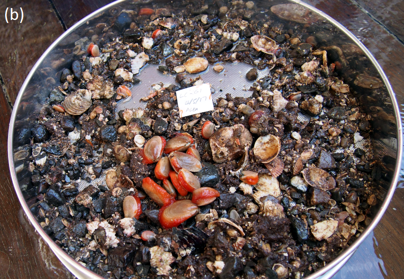 Flame shells in a sieve following processing of a grab sample. © NatureScot / Marine Scotland.