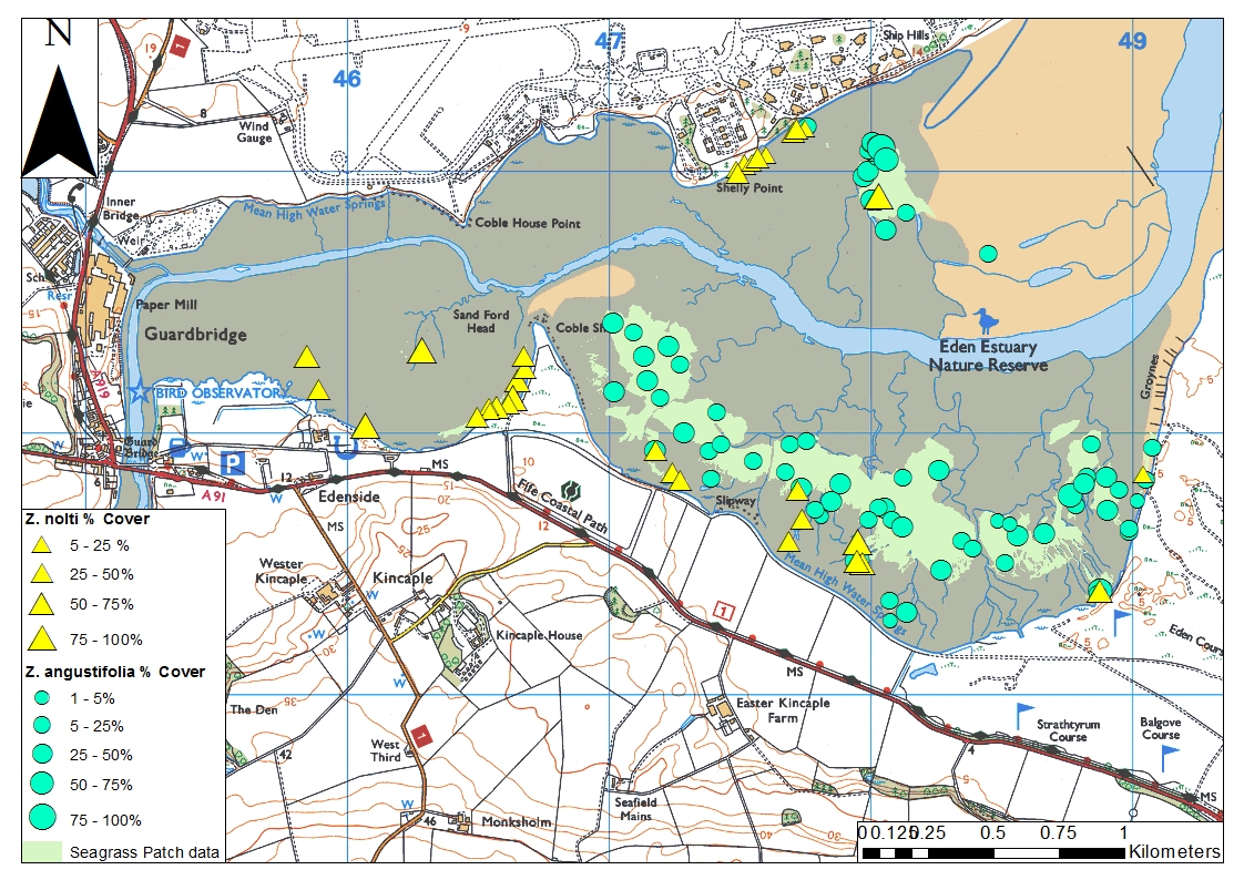 Seagrass species distribution and extent across the Eden Estuary in 2015