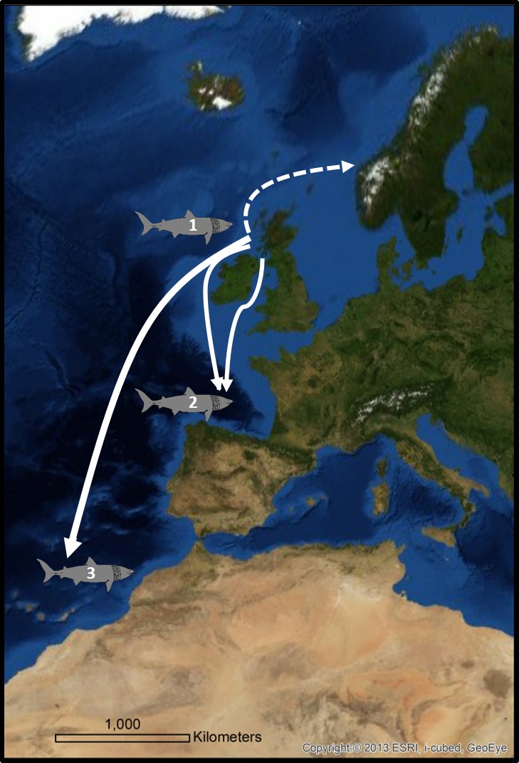 Figure 4: Seasonal migration – the schematic map shows three different types of post summer migration behaviour (based on 70 satellite tagged sharks and as suggested by Doherty et al., 2017a). 