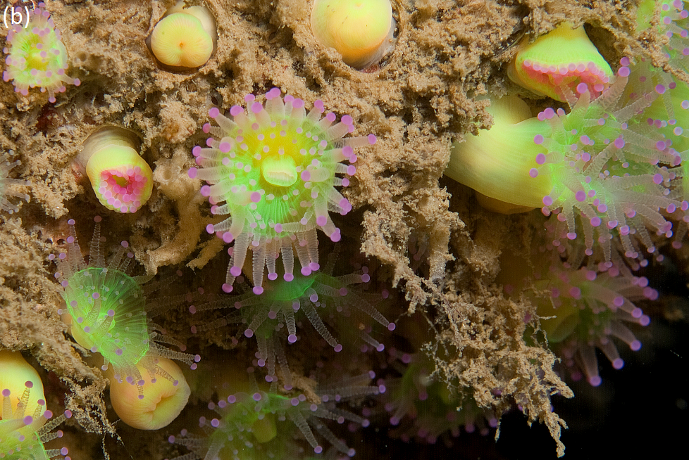 Jewel anemones on a rocky reef. © NatureScot.