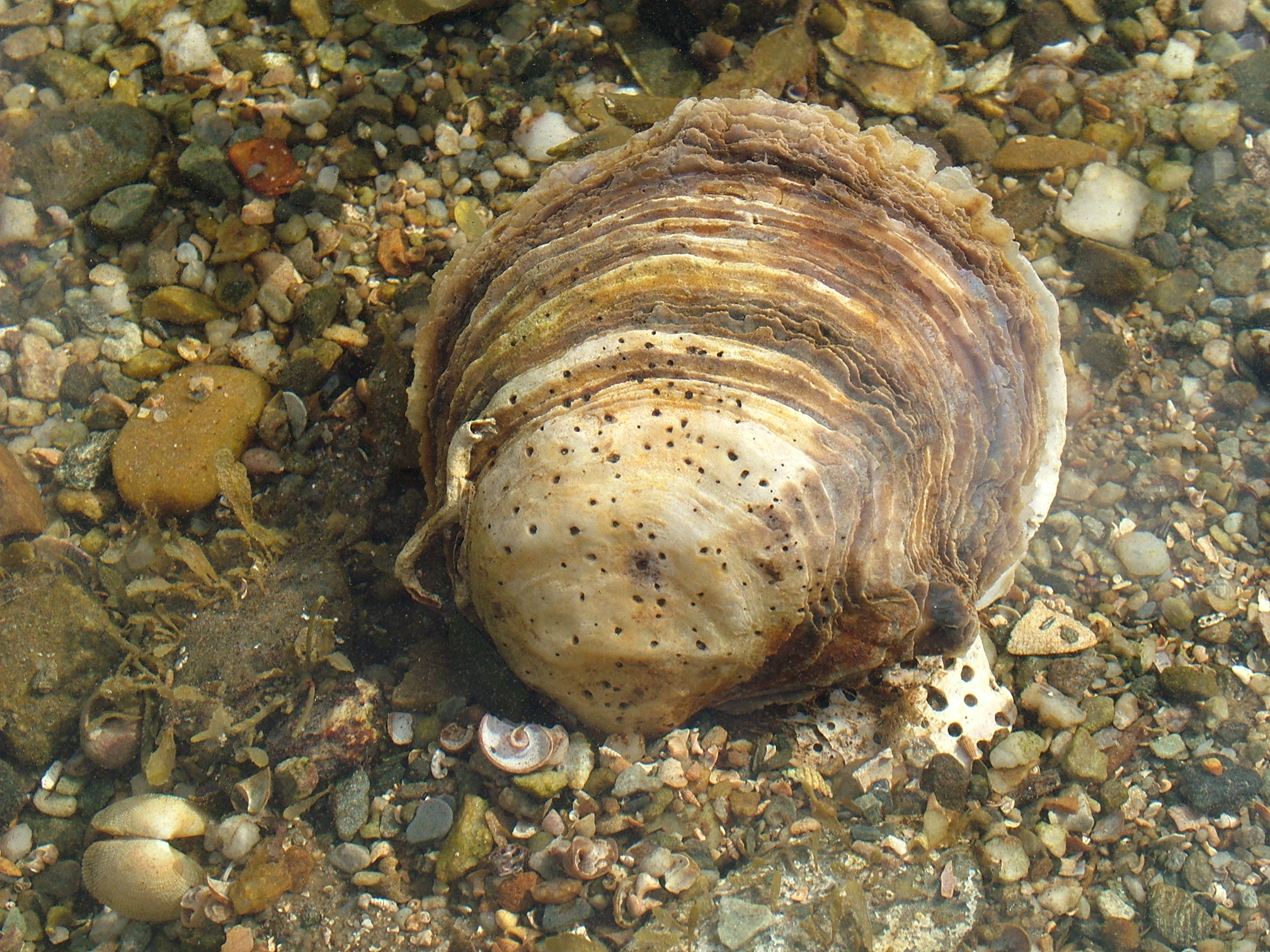 Figure 5: Native oyster on the seabed in the Loch Sween MPA.