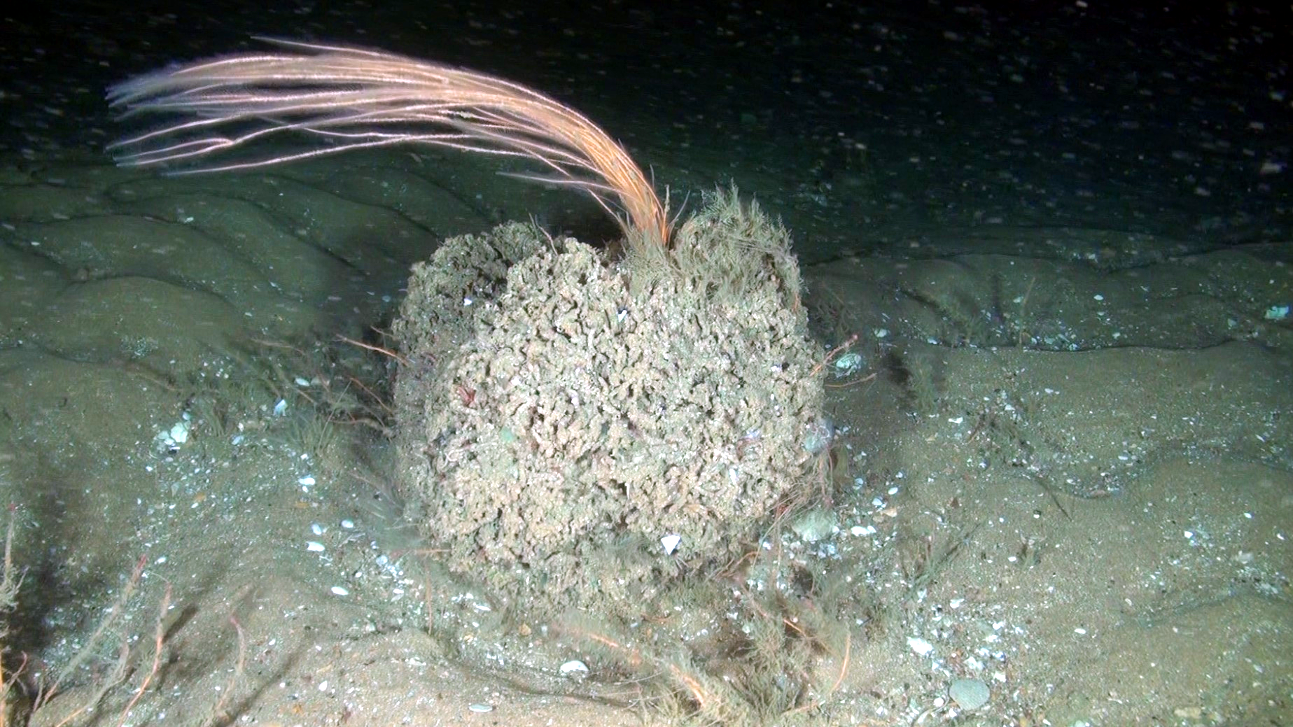 ROV screengrab by Oceana - research cruise off Fraserburgh in 2017 - diverse aggregation of Sabellaria spinulosa. © Oceana