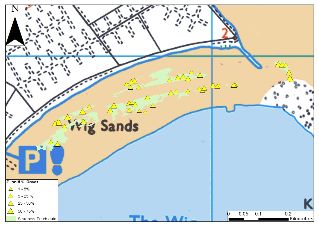 Seagrass species distribution and extent at Wig Sands, Loch Ryan 2013