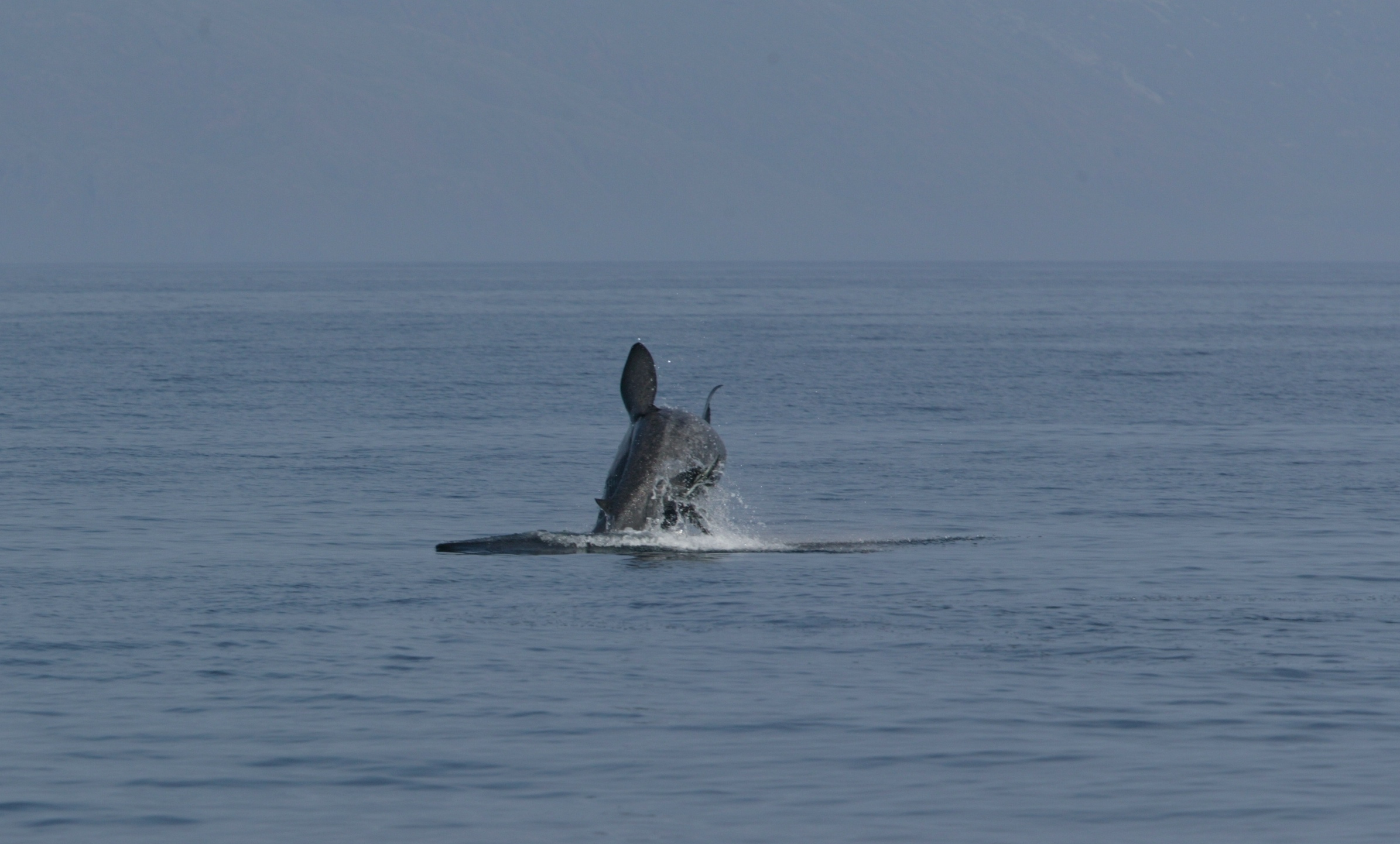 Figure 8: Breaching basking shark. Copyright © Colin Speedie.