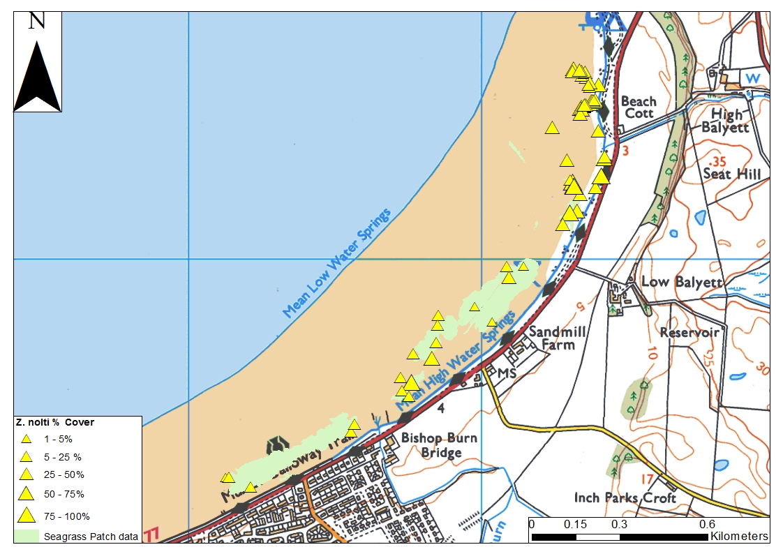 Seagrass species distribution and extent at Wig Sands, Loch Ryan 2015