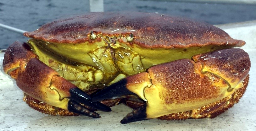 Figure b: Brown crab © Carlos Mesquita, Marine Scotland Science