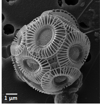 Figure B: Photo Emiliania huxleyi, the dominant coccolithophore at the SCObs monitoring site at Stonehaven.