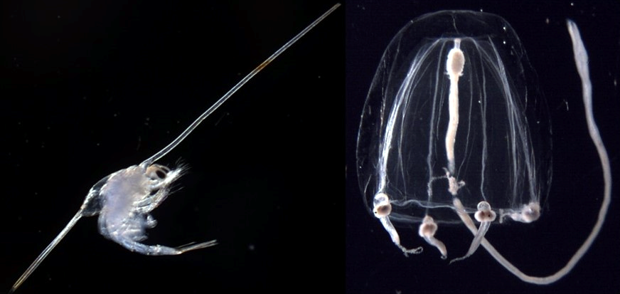 Examples of meroplanktonic organisms, decapod larva on the left and gelatinous zooplankton (Sarsia tubulosa) on the right