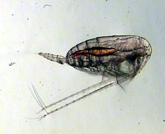 Large copepod (Calanus spp)