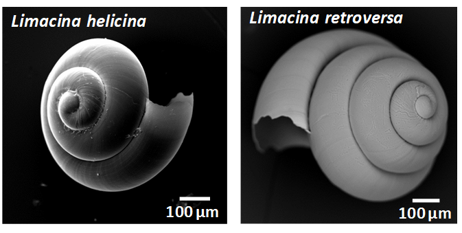 Figure E: Scanning Electron Microscopy images of the pelagic gastropods Limacina helicina and Limacina retroversa.