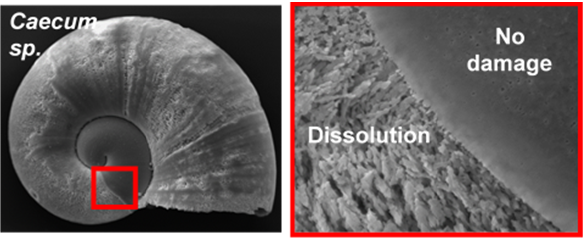 Figure F: Evidence of shell dissolution in pelagic gastropod larvae specimen