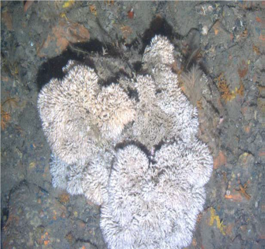 Figure G: Lophelia pertusa coral from the East Mingulay site in good condition.