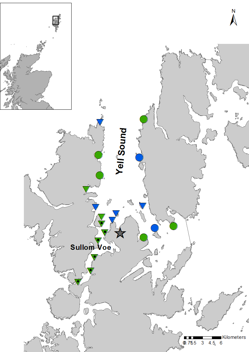 Figure 3: Trend and status assessments of imposex in dog whelk populations in Sullom Voe and Yell Sound up to 2015. 