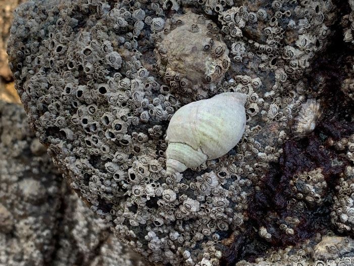 Figure 1: The dog whelk (Nucella lapillus), a suitable coastline species for imposex monitoring.