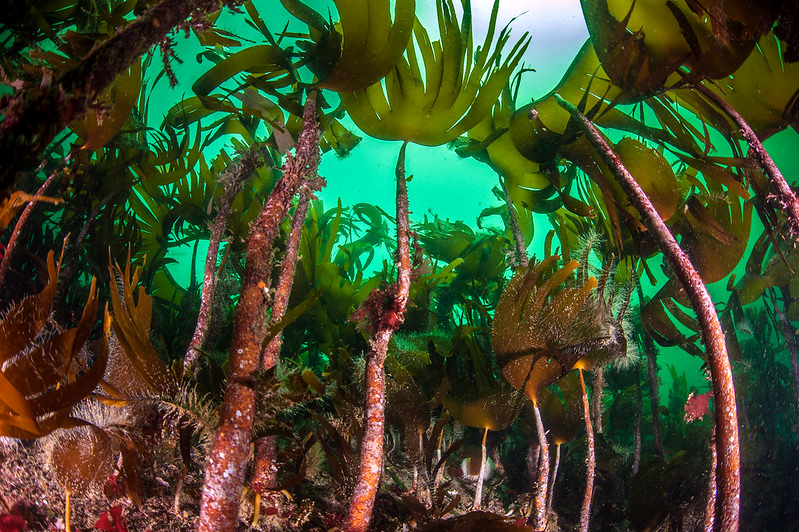 Figure c: Kelp forest in shallow water, Loch Laxford © NatureScot.