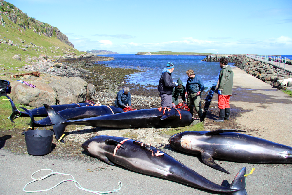 Pilot whale mass stranding location Staffin Island, Staffin © Martin Boon, BDMLR