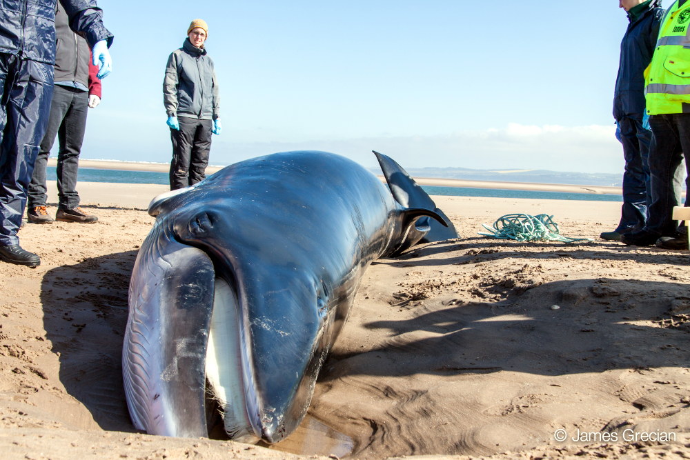 Minke whale, Tentsmuir beach. © James Grecian.