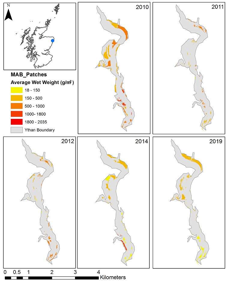 Location of the Ythan estuary and MAB coverage between 2010 and 2019 indicating the average wet weight of macroalgae in grams per square metre. 