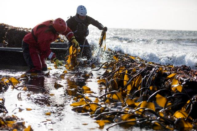 Figure 2: Seaweed harvesting by hand. © MaraSeaweed, Angus Bremmer.