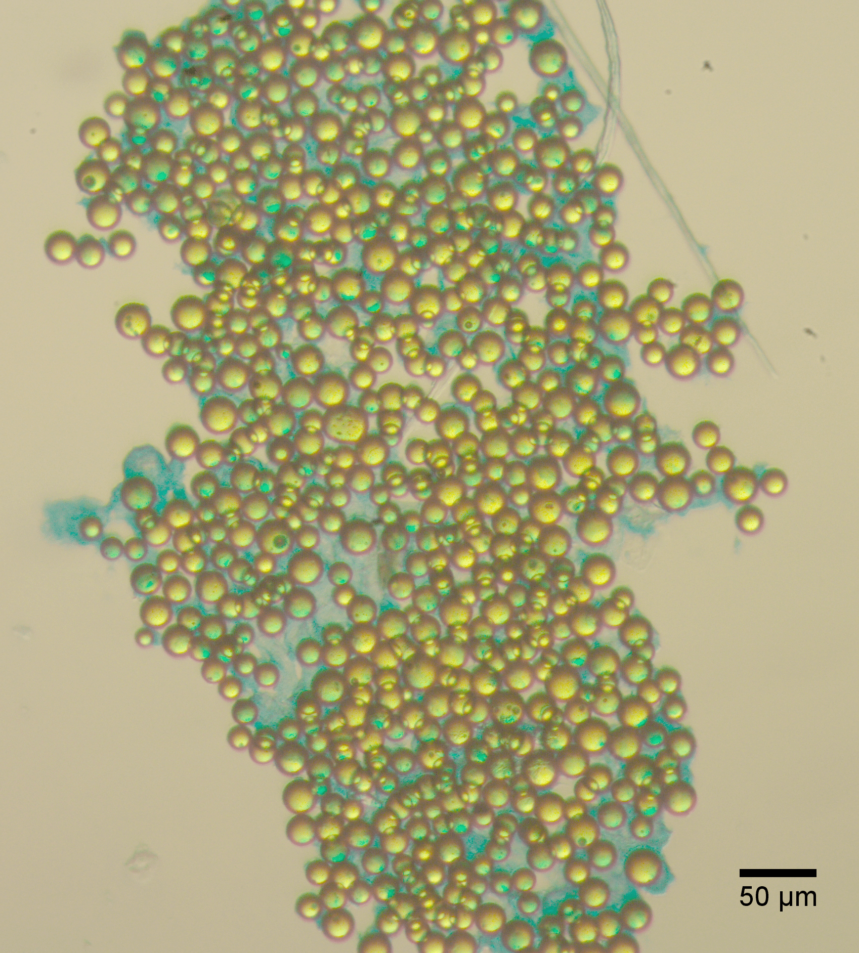 Figure 2: Microplastic agglomerates formed in natural seawater after a 7-day incubation 