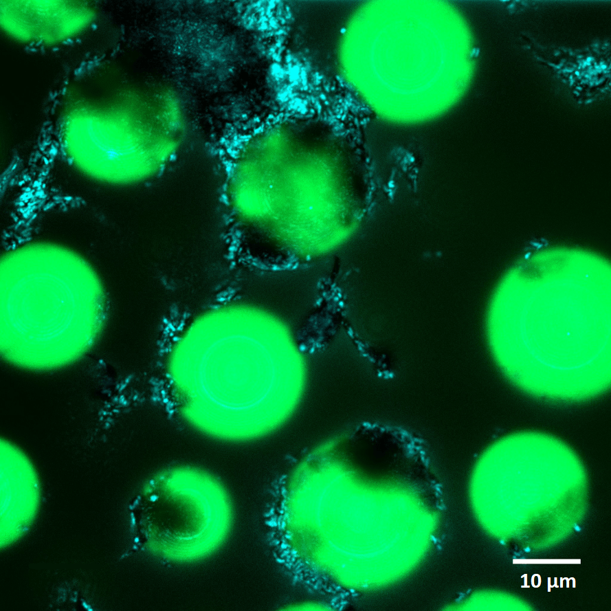 Figure 2: Microplastic agglomerates formed in natural seawater after a 7-day incubation