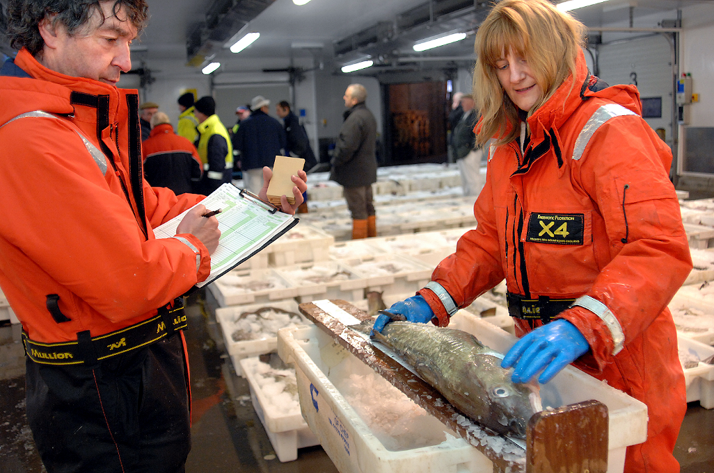 Marine Scotland staff sampling fish at Peterhead fish market