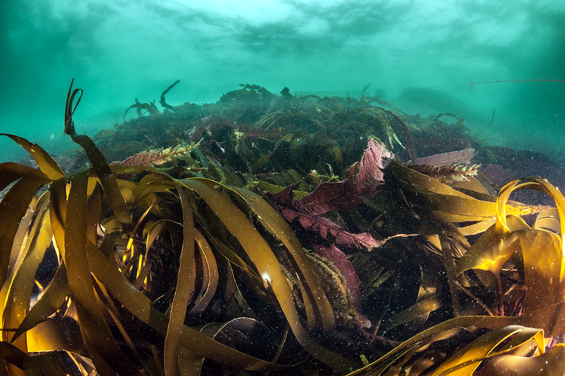 Figure d: Mixed kelps on a shallower wave exposed reef © NatureScot.