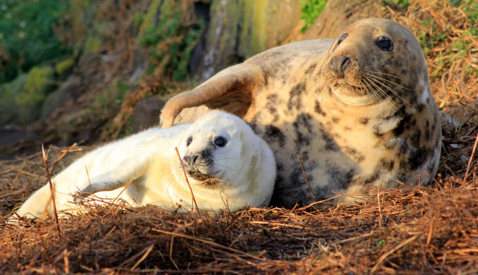 Figure 1: Mother and grey seal pup on the Isle of May. © SMRU.