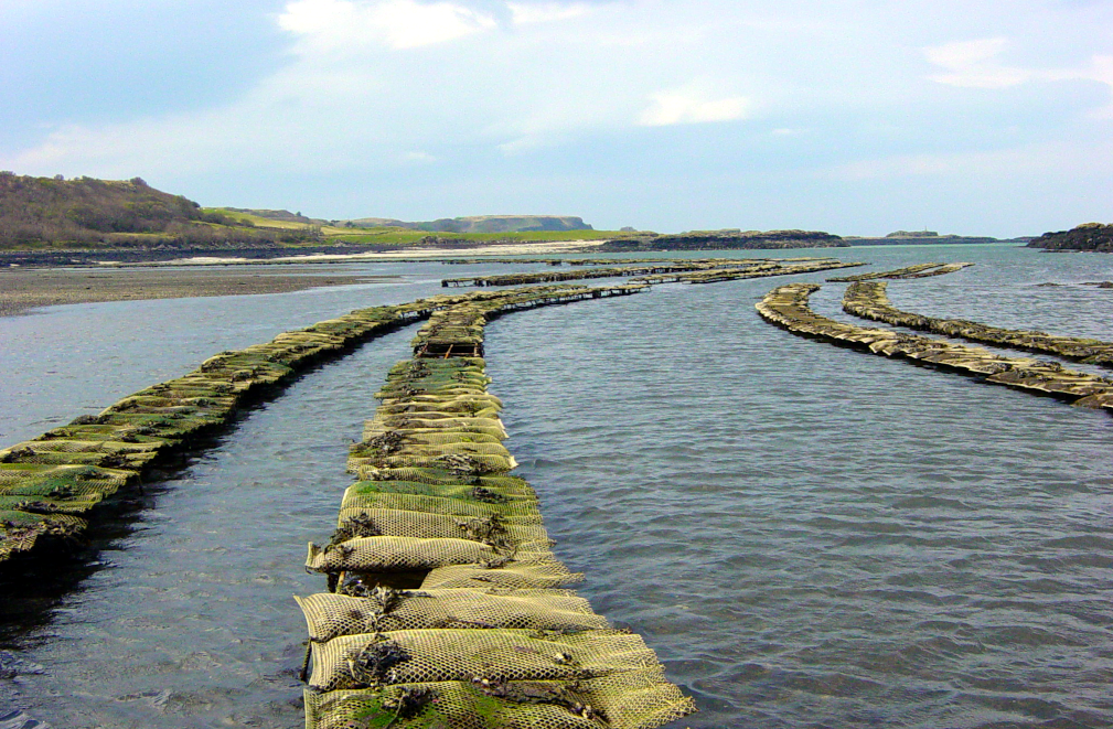 Pacific oyster trestle cultivation (Mull) – a more common sight for Scotland’s oyster industry