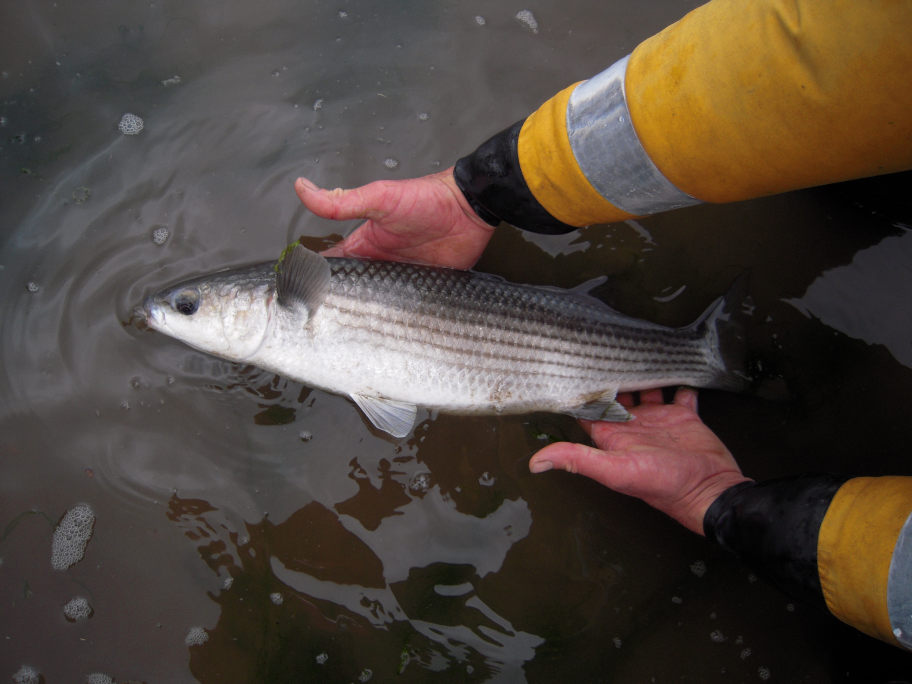 Releasing a grey mullet from a seine catch 