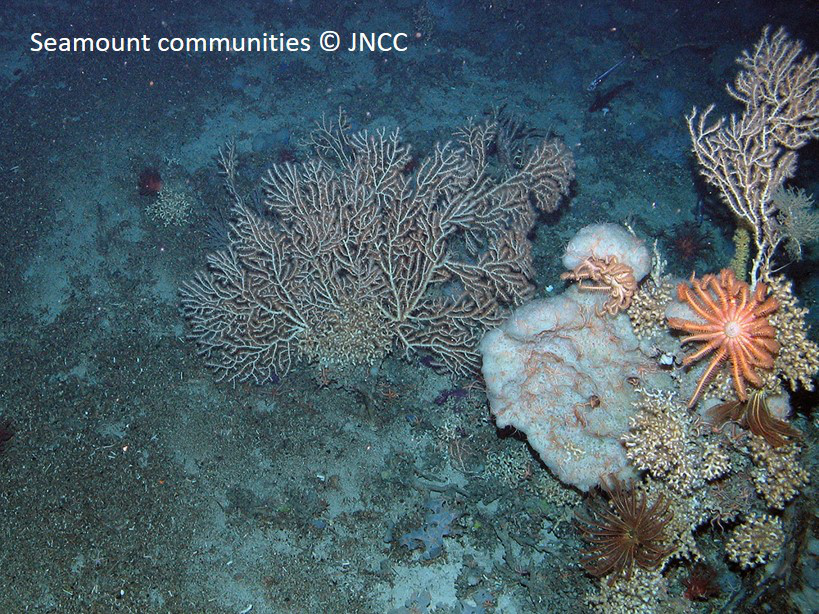 Seamount communities © JNCC