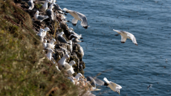 Gulls © Colin Moffat