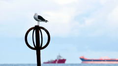 Sea bird on pole © Colin Moffat